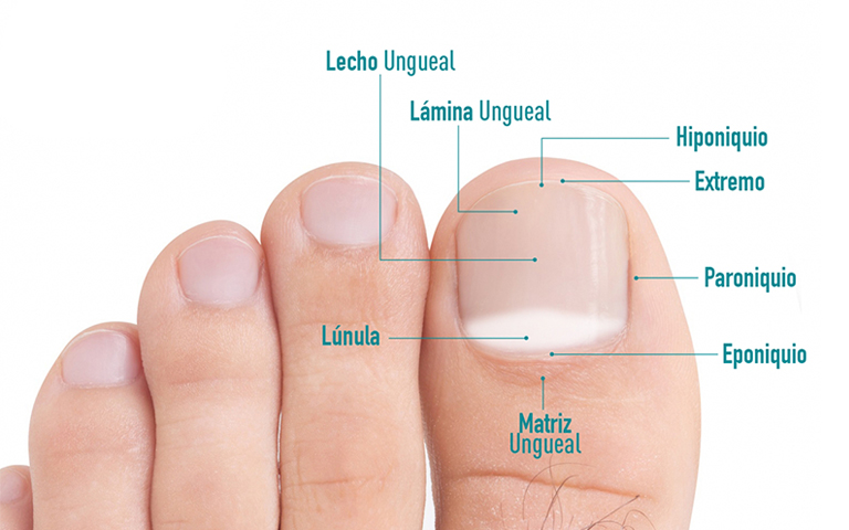 podologia-natural-en-tu-rutina-diaria-en-barcelona
